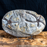 Sold sf001 Yorkshire Brittlestar Palaeocoma milleri