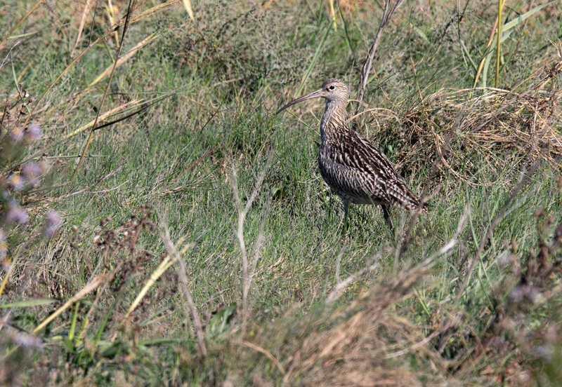 Eurasian Curlew - Dee Estuary - North Wales