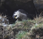 Adult Peregrine