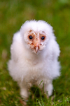 barn owl tyto alba-9872