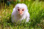 barn owl tyto alba-9920