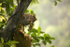 Macaque Monkey in Jungle in Ella Sri Lanka 8
