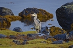Grey Heron