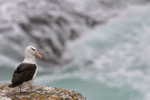 Black-browed Albatross, cliff edge, West Point Island, Falklands