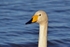 Whooper Swan