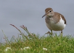 Common Sandpiper