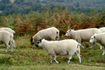 Ashdown Forest 12