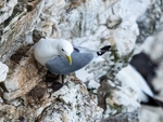 Kittiwake