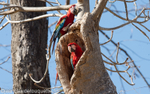 Red and green macaws