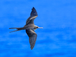 Great Frigatebird portfolio