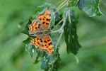 Comma