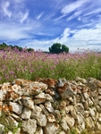 Spring ~ Menorca (29)