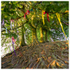 PS019 Sercret Grove, Avebury , Wiltshire