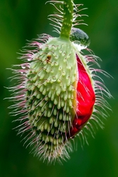 Poppy bud