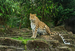 Amur leopard - Esra