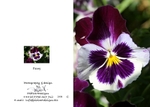 Spring 1.  Pansy
