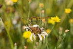 Ruddy Darter
