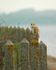 Barn Owl