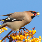 Waxwing