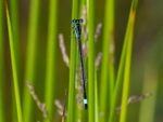 Blue-tailed Damselfly