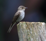 Spotted Flycatcher