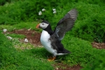 Puffin