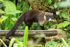 White-nosed Coati, Costa Rica