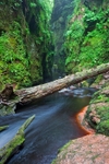 Finnich Gorge 2