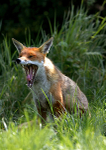 Red Fox