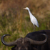 Cattle Egret perched on a Buffalo
