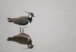 Lapwing