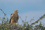 Tawny Eagle