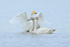 Whooper Swan family group (one adult and two juveniles), Otmoor RSPB