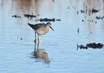 Lesser Yellowlegs