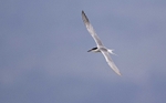 Common Tern