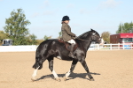 Class 802 - Ridden Groom Helpers Class portfolio