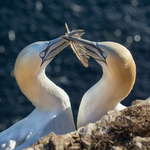 2 Gannet Bonding 2