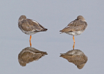 Redshank - Tringa totanus