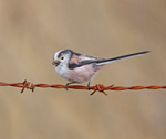 Long-tailed tit - Aegithalos caudatus