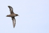 Flying Sooty Shearwater showing underwings, South Africa