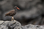 Juvenile Blackish Oystercatcher, Chanaral Island, Chile