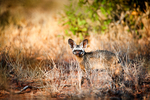 Bat-Eared Fox Shaba Kenya