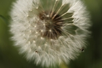 Dandelion 3