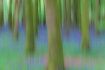 Intentional Camera Movement at Dereen Woods