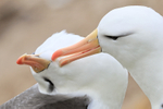 Allopreening Black-browed Albatrosses, West Point Island, Falklands