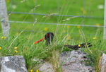 Oystercatcher