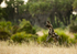 Wild dog