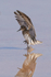 Baird's Sandpiper touches down, Chaxa, Chile