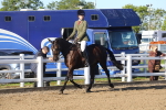 Class 501 - Riding Club Pony portfolio