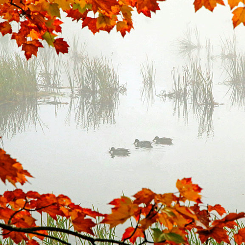Mallards dabble in the season along the marsh @ Spooner Island within the town of Hampton, New Brunswick.